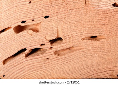 Bilder Stockfoton Och Vektorer Med Drywood Bug Shutterstock
