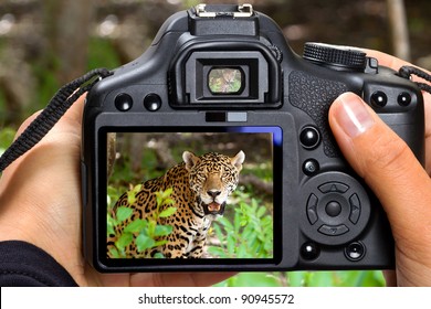 62,981 Safari photography Images, Stock Photos & Vectors | Shutterstock