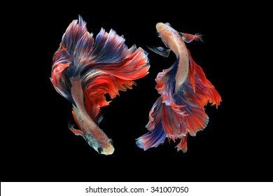 Pescado betta doble aislado