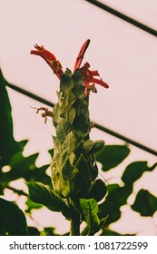 Dual Exposure And Flowers 