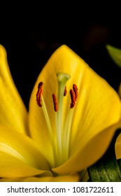 Dual Exposure And Flowers 