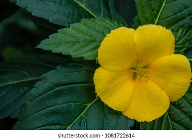 Dual Exposure And Flowers 