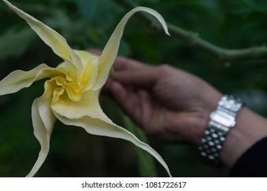 Dual Exposure And Flowers 