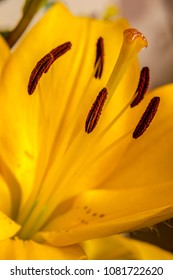 Dual Exposure And Flowers 