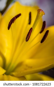 Dual Exposure And Flowers 