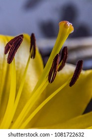 Dual Exposure And Flowers 