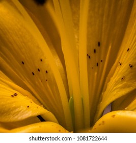 Dual Exposure And Flowers 