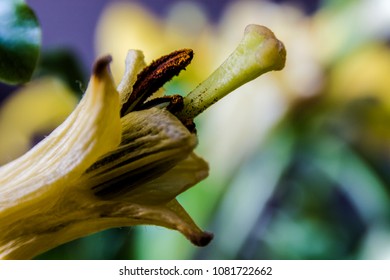 Dual Exposure And Flowers 