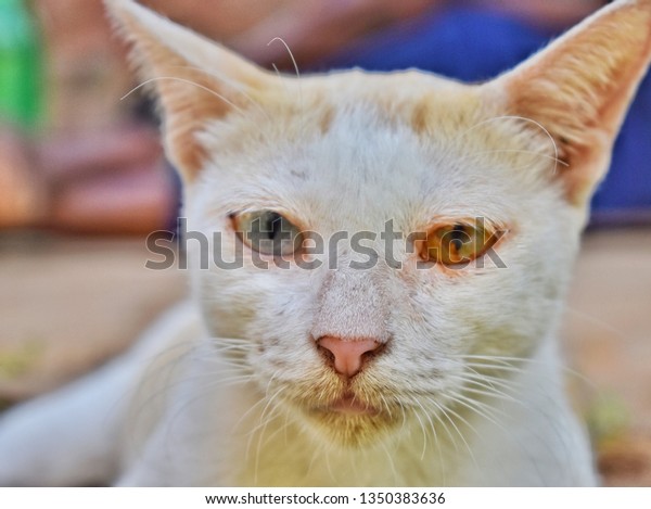 dual eye colour cat red blue stock photo edit now 1350383636