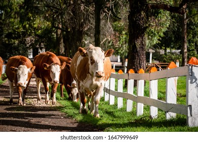 Dual Purpose Livestock In The Mountains Of Colombia