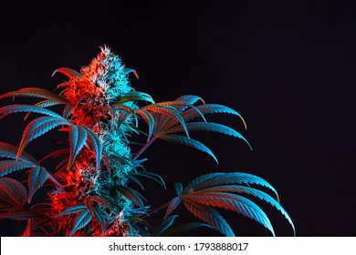 Dual Toned Red and Blue Vaporwave Flowering Medical Marijuana or Hemp Plant on Minimalist Black Background