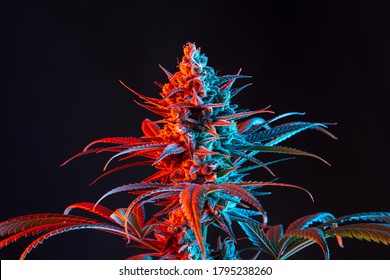 Dual Toned Red And Blue Vaporwave Flowering Medical Marijuana Or Hemp Plant Isolated On Minimalist Black Background