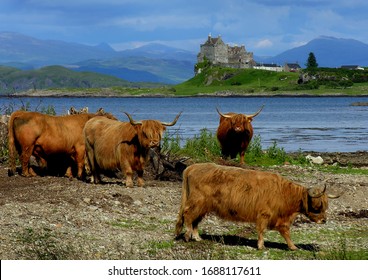 Duart Castle And Highland Cattle Isle Of Mull Scotland Highlands