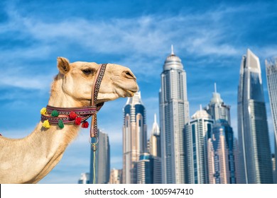 DUBAI Camel on skyscrapers background at the beach . UAE Dubai Marina JBR beach style: camels and skyscrapers. modern buildings business style. uae history and modern