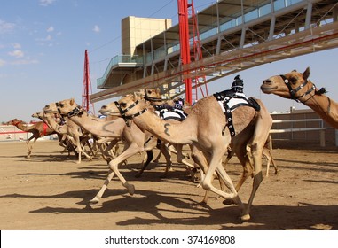 Dubai Camel Racing At The Start