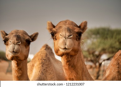 Dubai Desert Racing Camels Out In The Desert