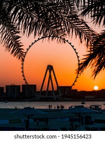dubai eye at sunset from jumeirah beach