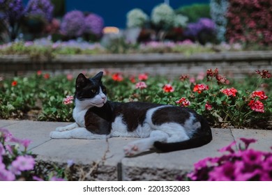 Dubai miracle garden with over 45 million flowers in spring time, United Arab Emirates. Black and white cat. Sculptures made of greenery. the biggest natural flower garden in the world at night light