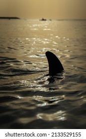 Dubai, UAE - April. 13. 2021: Photo Of A Shark Fin Silhouette In The Ocean. 