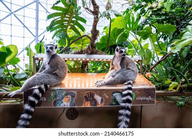 Dubai, UAE. February 10, 2022. Ring-tailed lemurs sitting on information board in the green planet zoo, Curious lemurs sitting on sign board in zoo