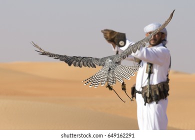 Dubai, UAE, March 2016:  Falcon Is Flying Towards A Falconer