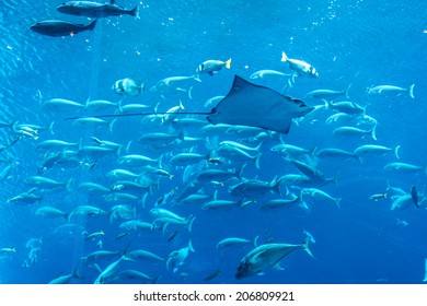 Expensive Aquarium Fish 5
