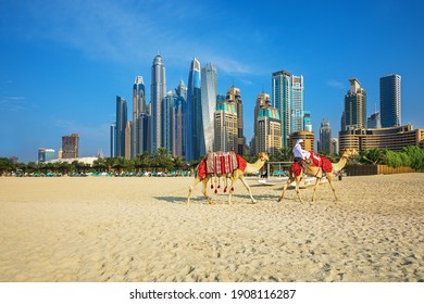 DUBAI, UNITED ARAB EMIRATES-DECEMBER 23, 2019: View on camels and Jumeirha beach in Dubai Marina, United Arab Emirates