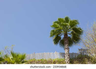 Dubai Wild Wadi Water Park With Dhutch And Palm Tree