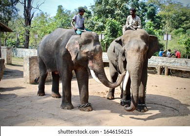 Dubare Elephant Camp Coorg Karnataka India Stock Photo 1646156215 ...