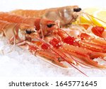 DUBLIN BAY PRAWN OR NORWAY LOBSTER OR SCAMPI ephrops norvegicus ON ICE 