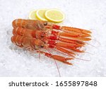 Dublin Bay Prawn or Norway Lobster or Scampi, nephrops norvegicus with Lemon on Ice   