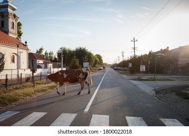 DUBOVAC, SERBIA - AUGUST 3, 2017: Cow On A Street Of Dubovac, A Small Agricultural Village Of Central Serbia,obstructing Traffic And Blocking Cars.

