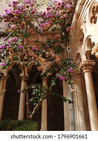 Dubrovnik Flowers In The Cloister