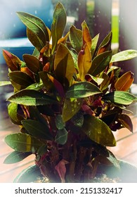 DUBUQUE, IOWA, April 30, 2022–Closeup Photo Of Rain Drenched Plant.