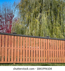 DUBUQUE, IOWA, October 27, 2020–Landscape Photo Of Wooden Fence Around Yard With Huge Green Weeping Willow Tree And Vivid Blazing Red Maple Tree On A Gorgeous Fall Day.