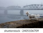 DUBUQUE, IOWA, USA, December 23, 2023--Closeup photo of small white dog on council ring in fog near swing bridge on winter day.