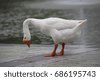 2,937 Angry Duck Royalty-Free Images, Stock Photos & Pictures ...