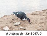 The duck