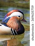 duck