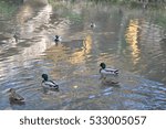 duck