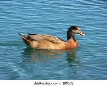 duck