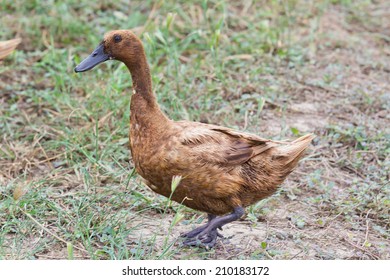 duck