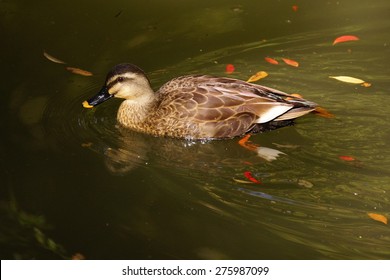 duck