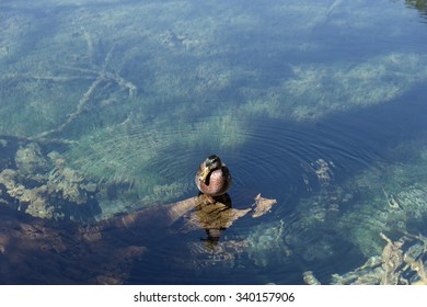 Duck 