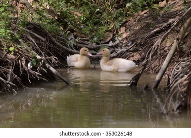 Duck