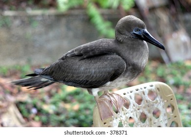 duck