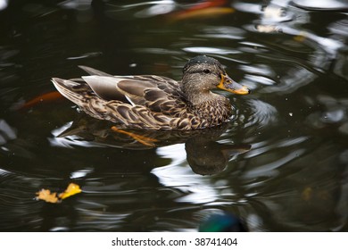 duck