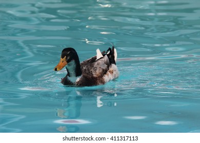 Duck