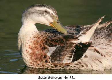 Duck