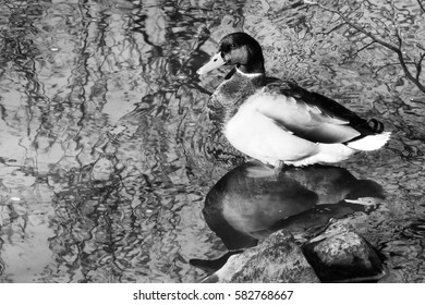 duck